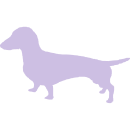 15869360 dackel teckel tiere
dachshund dog T20II15869360